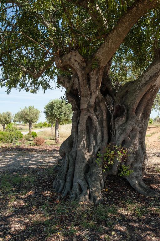 Pensao Agricola Guest House Cabanas De Tavira Ngoại thất bức ảnh